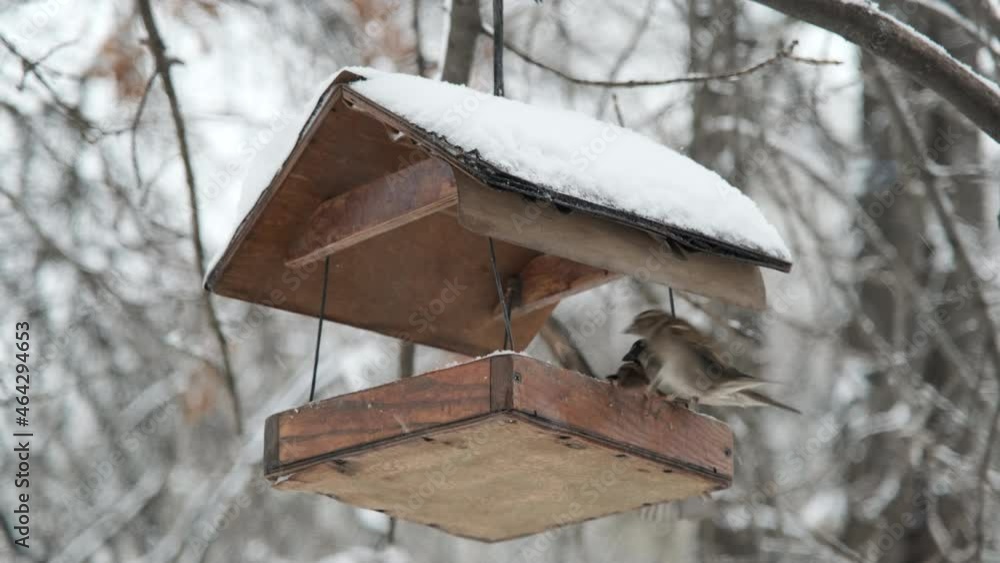 House sparrows pecks food in bird house under snow, on background of a snowfall House sparrows pecks food in bird house under snow, on background of a snowfall