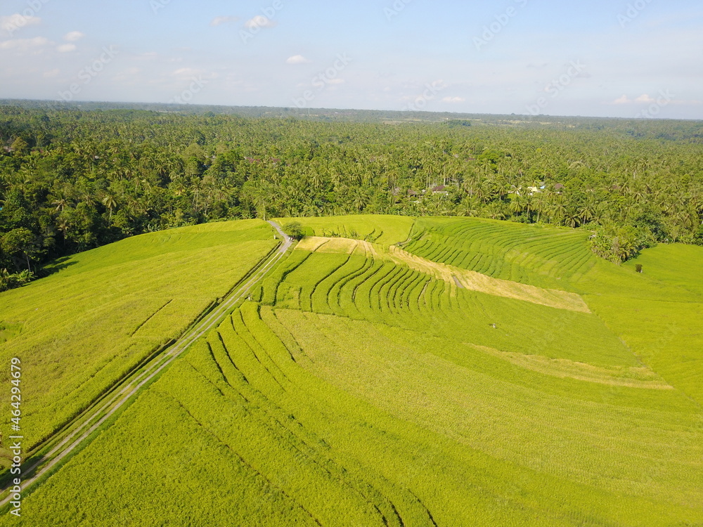 View with planting drone drawing grass green landscape lines landscape lines relaxing day agriculture coconut palm trees path pass plants passing plants Asia Indonesia destination travel exotic