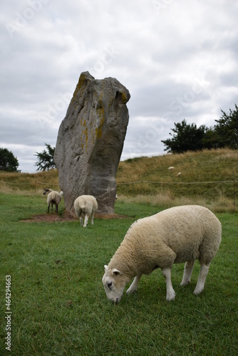 sheep on a hill pasture meadow field stone circle avebury england wiltshire photo