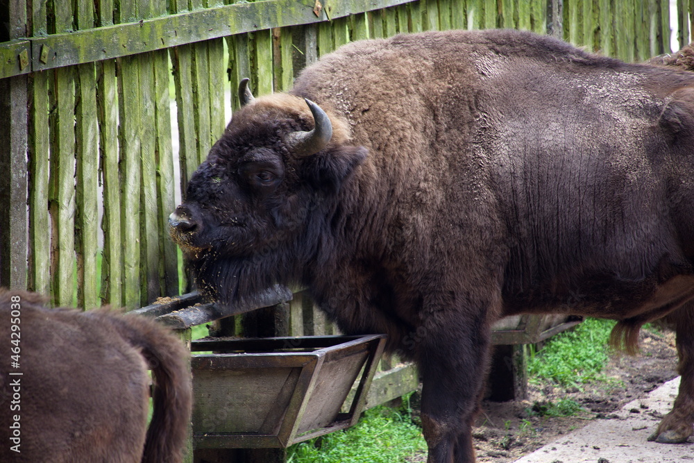 Fototapeta premium Wiesent