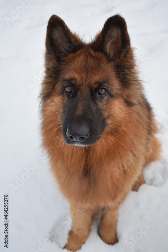 portrait of a german shepherd dog on snow