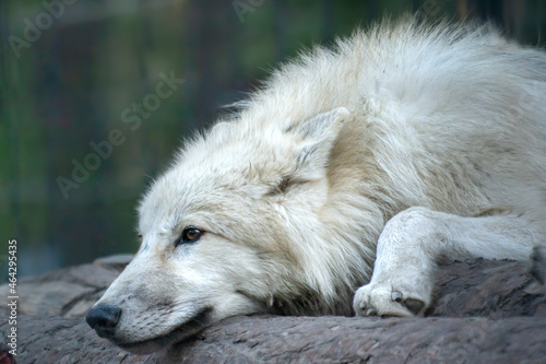 an arctic wolf