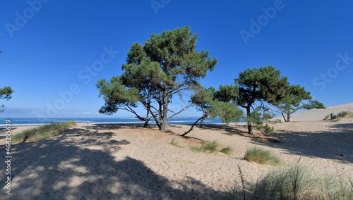 pine trees at the dune du Pilat in Gironde