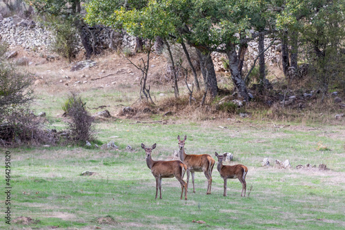 Fototapeta Naklejka Na Ścianę i Meble -  Females and fawn of common deer. Cervus elaphus.