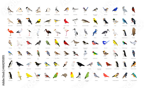 Canvas Print Big collection of realistic vector birds.