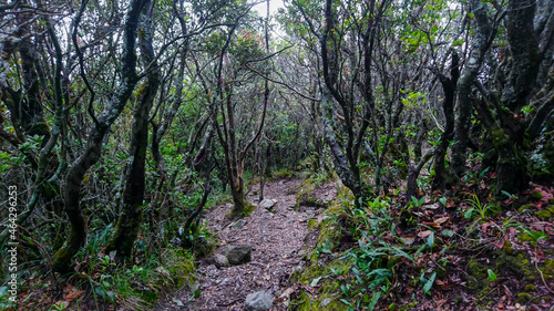 September 18, 2019 mountain trail trail of gede pangrango via mount bogor west Indonesia