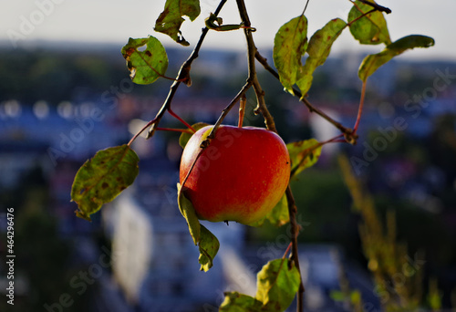 Jesienne czerwone jabłuszko. , Jabłko gałązka, jesień. Autumn red apple. , Twig, autumn. 