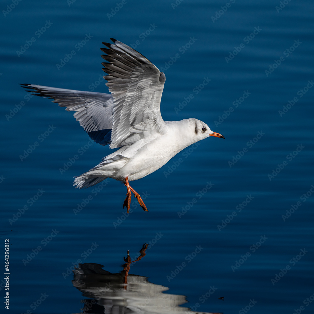 The European Herring Gull, Larus argentatus is a large gull The European Herring Gull, Larus argentatus is a large gull