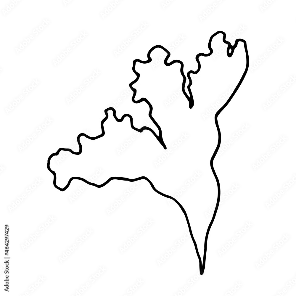 Algae contour, hand drawn vector drawing Algae contour, hand drawn vector drawing