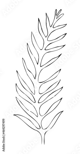 Leaves contour  hand drawn vector drawing