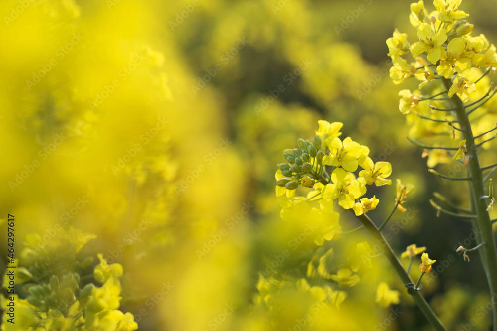field of yellow flowers rapeseed oil food farm countryside 
