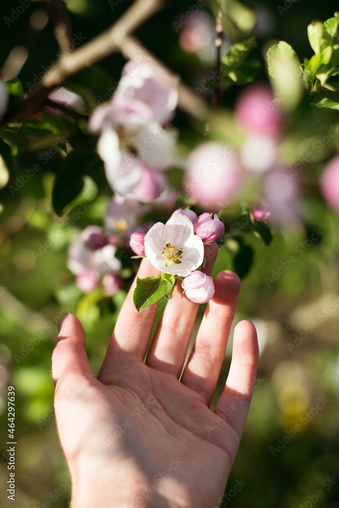 hand holding apple cherry tree blossom flowers