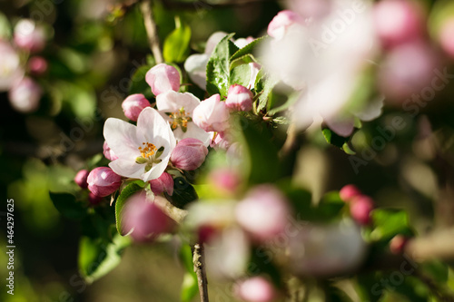 apple cherry tree blossom pink white flowers 