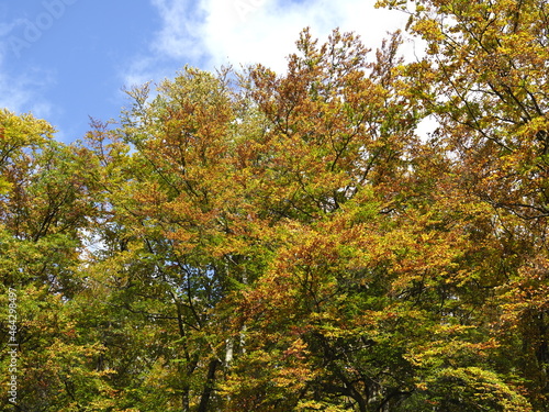 Herbstliche Bäume aus der Froschperspektive photo