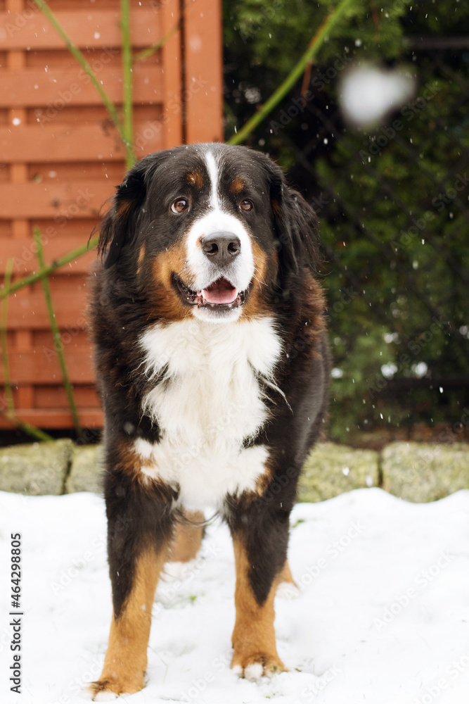 cute Bernese Mountain Dog pet winter garden happy dog snow cute Bernese Mountain Dog pet winter garden happy dog snow
