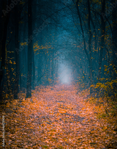 Mysterious pathway in an autumn forest. Footpath in the beautiful, foggy, dark, autumn, mysterious forest, among high trees with yellow leaves.