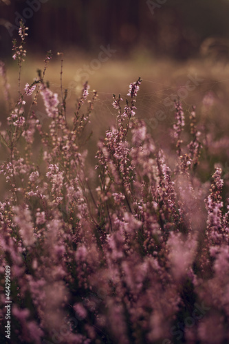 heathland puple flowers meadow forest 