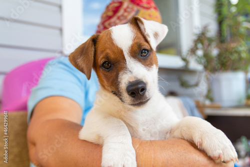 Jack Russell Terrier puppy sits in the woman's arms and looks into the frame. Wide angle © Anatoly