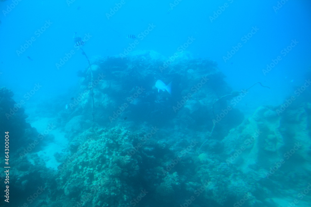 Fototapeta premium At the bottom of the sea