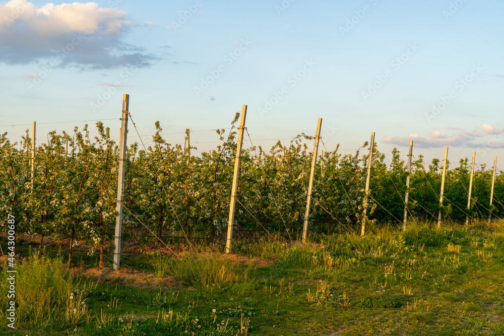 Blooming apple orchard. Trellis gardening. Blooming apple orchard. Trellis gardening.