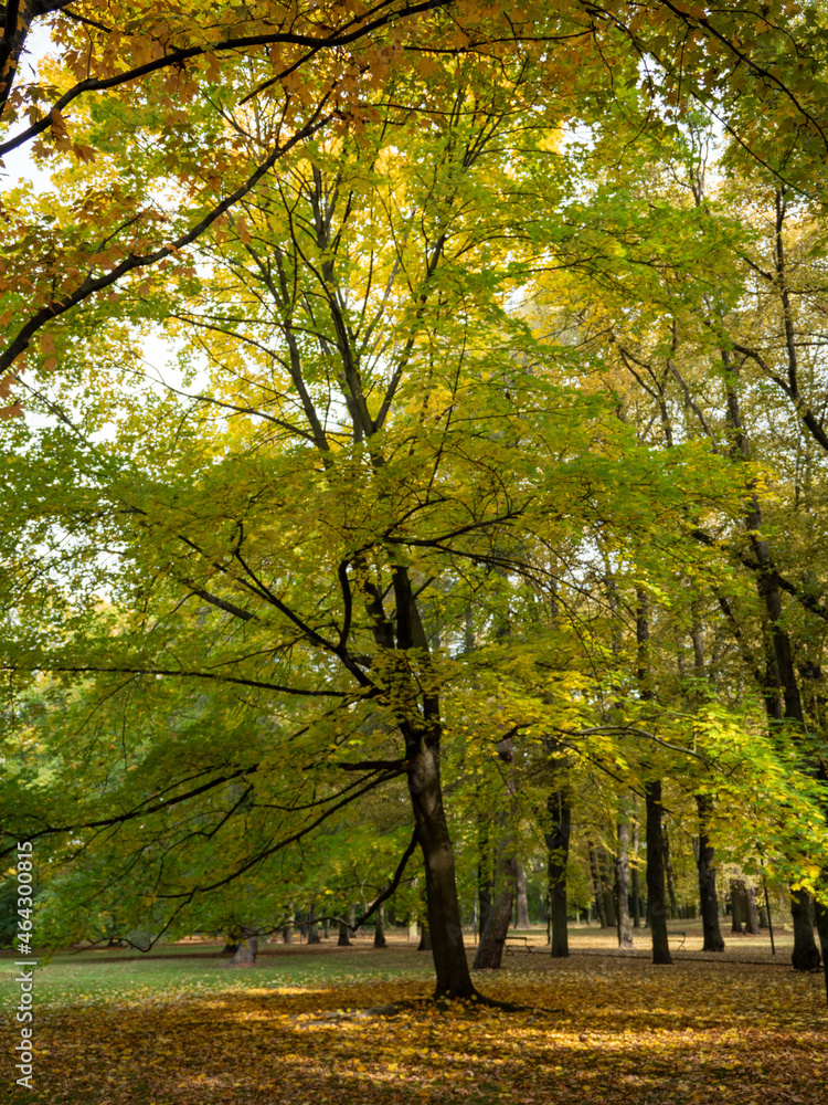 Fototapeta premium Colorful leaves in the autumn in the park