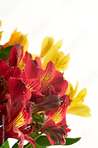 Multi-colored lilies. Bouquet of flowers.