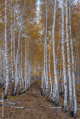 White birch trunks with sparse autumn foliage, yellow fallen leaves on the ground.