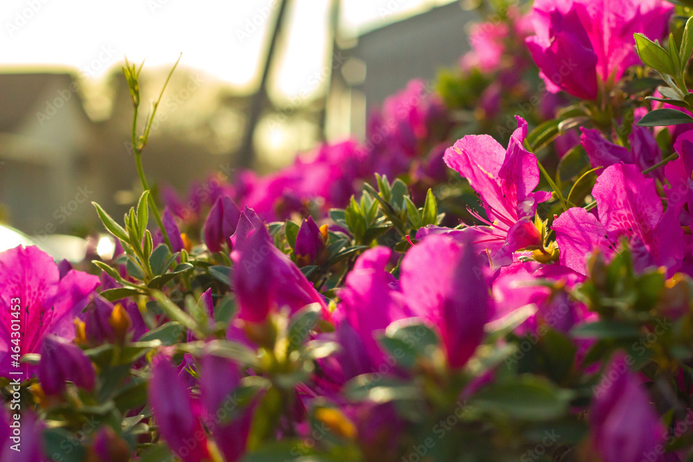 Obraz premium Pink Orchestra Flower Bed