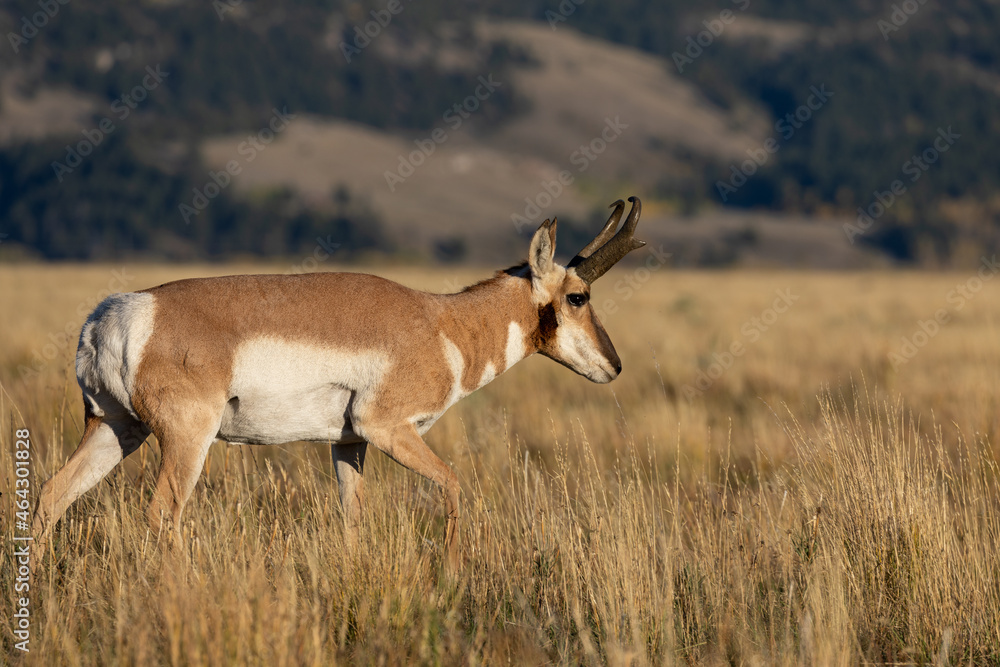 Pronghorn Antelope Buck in Autumn in Wyoming Pronghorn Antelope Buck in Autumn in Wyoming