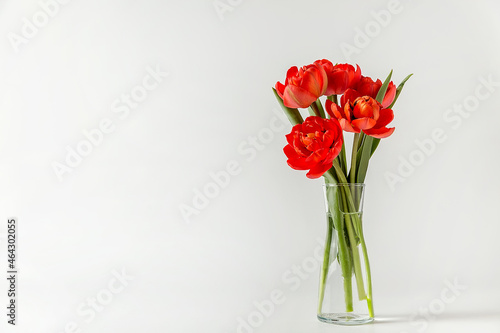 A small bouquet of red terry tulips in a glass vase on a white background. #464302055