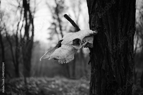 cow skull. horror, halloween. concept of death. the skull hangs on a tree. A spooky cow's skull and riveted to a wodden pole. white skull in a dark park. The head of a dead animal. monochrome