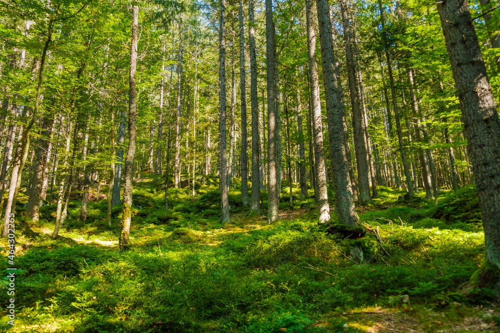 Fototapeta premium Forest with bright sun shining through the trees covered with green moss. 