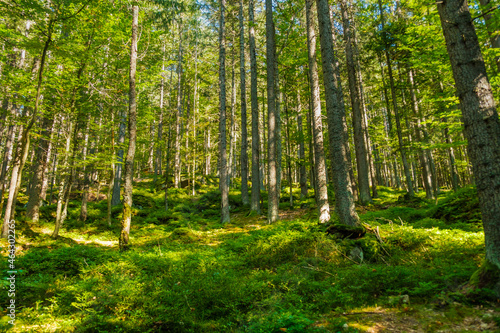 Forest with bright sun shining through the trees covered with green moss.  © vladim_ka