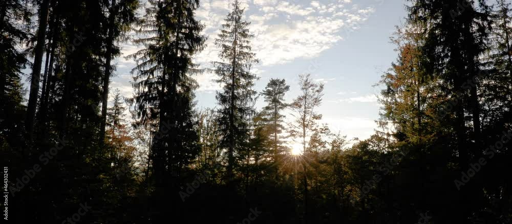 sunset rays through the mystical forest sunset rays through the mystical forest