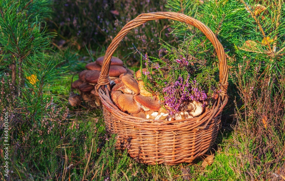 Still life outdoor with mushrooms basket Still life outdoor with mushrooms basket