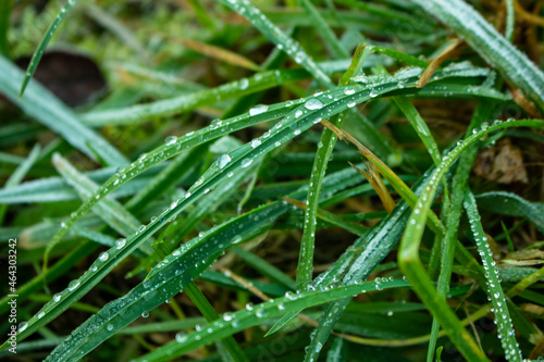Water drops on fresh green grass