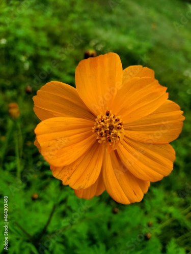 Orange Cosmo Wildflower