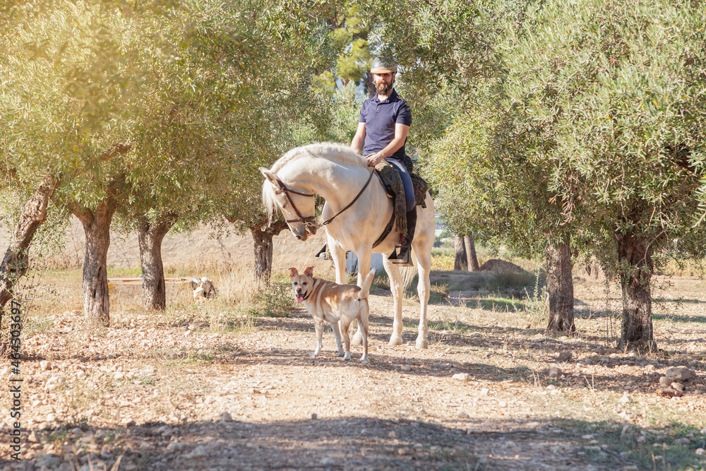 A rider with his white horse and his dog