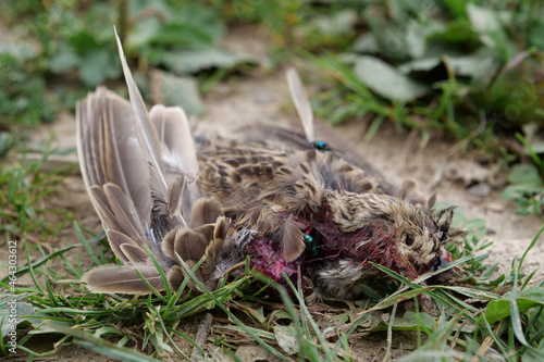 Dead bird lies on agricultural field  flies crawl on it