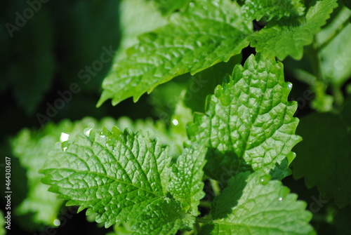 Fresh, green lemon balm leaves