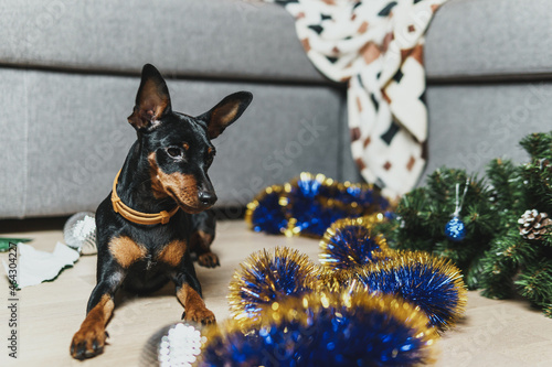 Funny dog miniature pinscher made a mess in the room and play with Christmas tree. Puppy at home alone. Lonely pets concept