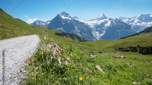 flowers beside hiking trail Grindelwald First, view to bernese alps switzerland