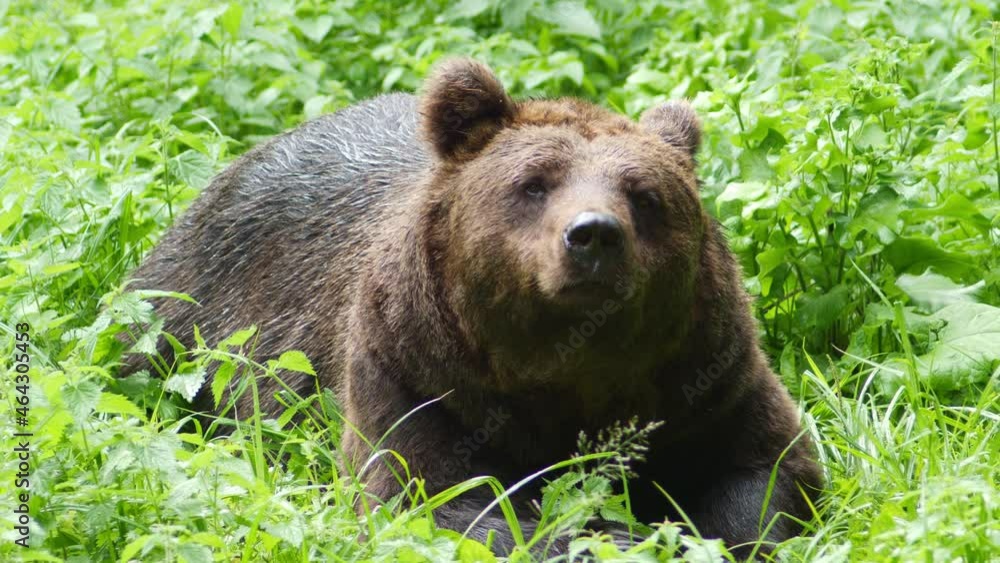 Brown bear lying in the nature and smelling something. The bear scratches itself, looking around and is standing up to go to another place. Big animal in a natural environment. Brown bear lying in the nature and smelling something. The bear scratches itself, looking around and is standing up to go to another place. Big animal in a natural environment.