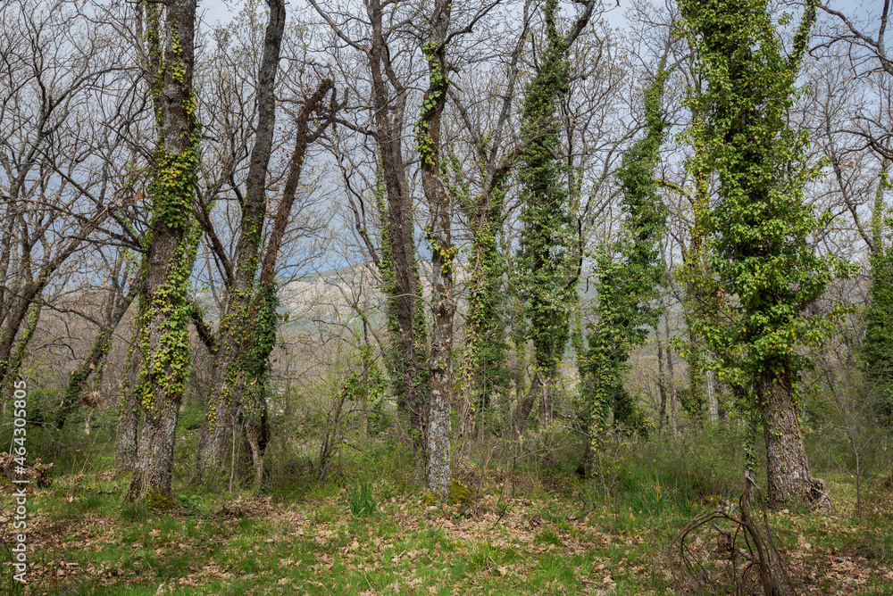 Forest of Pyrenean oak, Quercus pyrenaica, in the Bosque de La Herreria, a Natural Park in the municipality of San Lorenzo de El Escorial, province of Madrid, Spain Forest of Pyrenean oak, Quercus pyrenaica, in the Bosque de La Herreria, a Natural Park in the municipality of San Lorenzo de El Escorial, province of Madrid, Spain