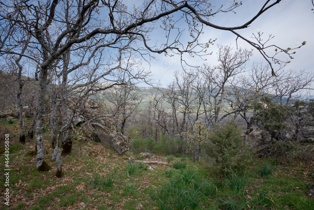 Forest of Pyrenean oak, Quercus pyrenaica, in the Bosque de La Herreria, a Natural Park in the municipality of San Lorenzo de El Escorial, province of Madrid, Spain Forest of Pyrenean oak, Quercus pyrenaica, in the Bosque de La Herreria, a Natural Park in the municipality of San Lorenzo de El Escorial, province of Madrid, Spain