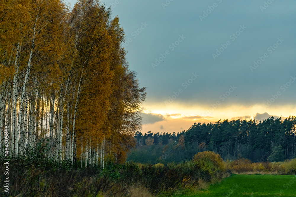 Fototapeta premium yellow orange birch forest, cloudy october evening sky, green moved meadow or pasture, coniferous forest in distance