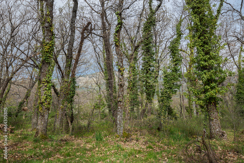 Forest of Pyrenean oak, Quercus pyrenaica, in the Bosque de La Herreria, a Natural Park in the municipality of San Lorenzo de El Escorial, province of Madrid, Spain