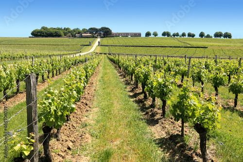 Vallonnements de vignobles aux printemps dans le bordelais. photo