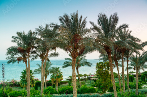 A landscape of date palms in the background of the sea and the shimmering purple sunset sky.