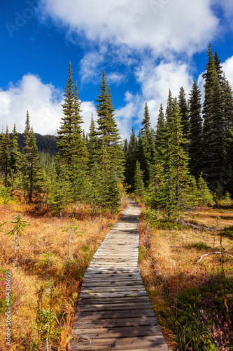 Hiking trail outdoors in Canadian nature. Sunny Fall Season. Taken in Garibaldi Provincial Park, located near Whistler and Squamish, North of Vancouver, BC, Canada.